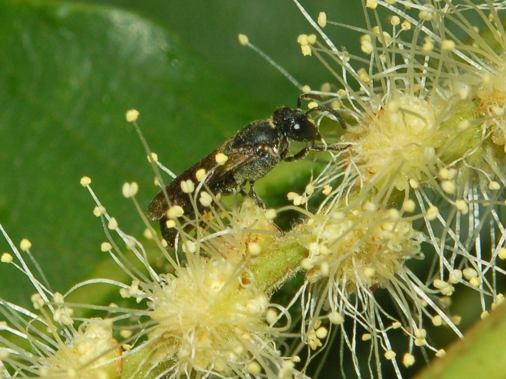 Delle piccole vespe nere: probabile Hylaeus sp. (Apidae Colletinae)